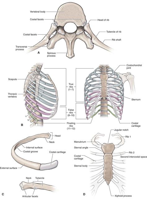 The Thoracic Spine | Musculoskeletal Key