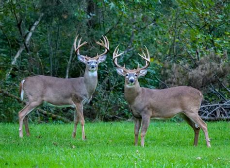 The Largest White-Tailed Deer Ever Caught in Washington was a Majestic Colossus - A-Z Animals