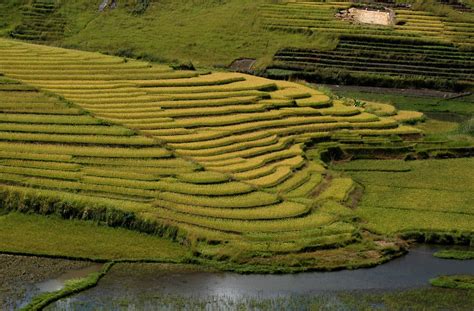 Rice cultivation in Madagascar - MadaMagazine