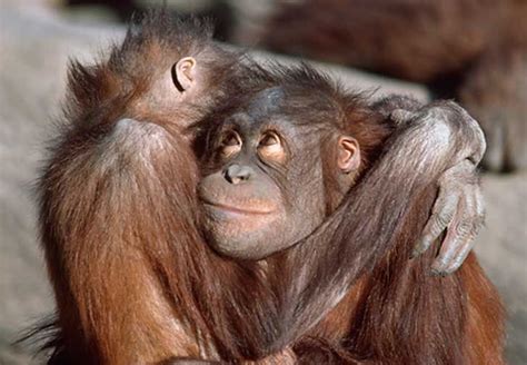 35 animales enamorados que te darán un poco de celos (Upsocl) | Touching photos, Animals ...