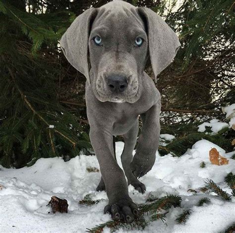 Blue Eyed Great Dane Puppies For Sale | PETSIDI