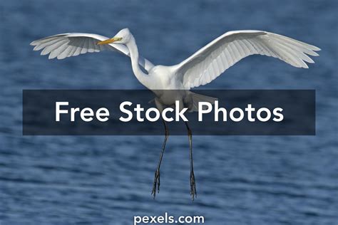 Great White Egret Photos, Download The BEST Free Great White Egret ...