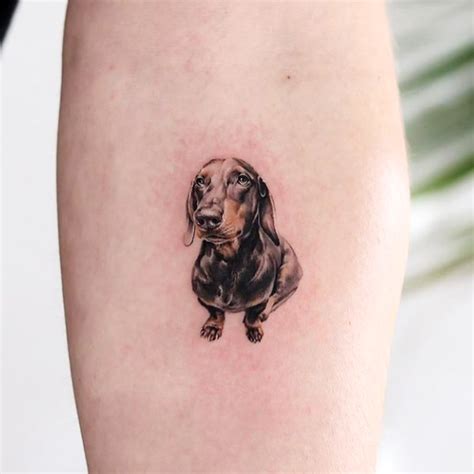 Dachshund | Inku Paw