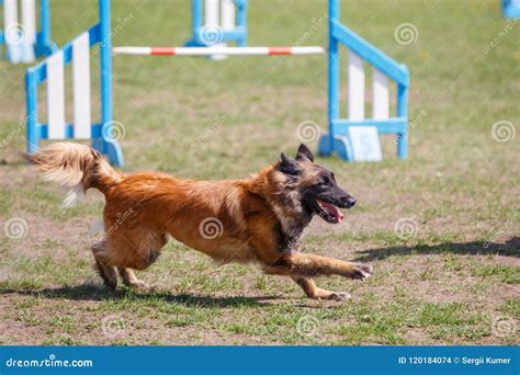 Running Dog on Its Course in Agility Competition Stock Photo - Image of obstacles, obedience ...