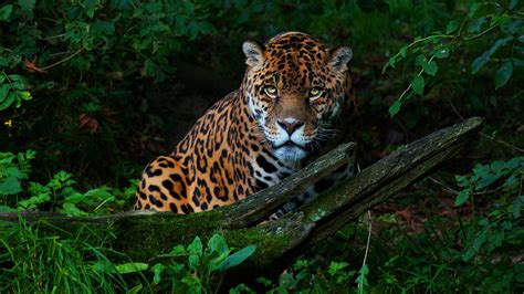 1920x1080 Big Cat Jaguar Laptop Full HD 1080P ,HD 4k Wallpapers,Images,Backgrounds,Photos and ...