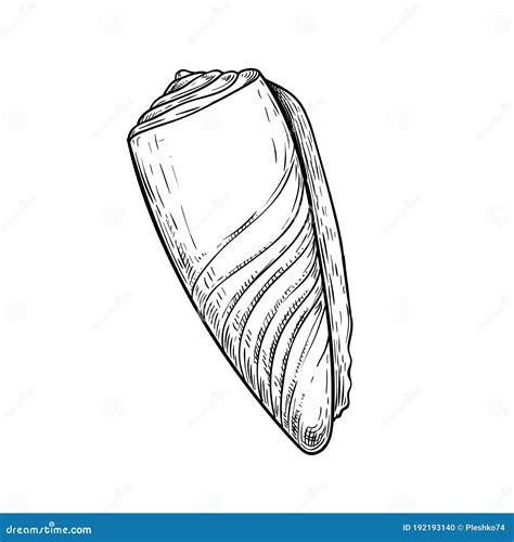 Conus Sea Shell. Hand Drawn Sketch Style Vector Drawing. Isolated on ...