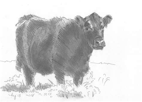 Black Cow Pencil Sketch Drawing by Mike Jory - Fine Art America