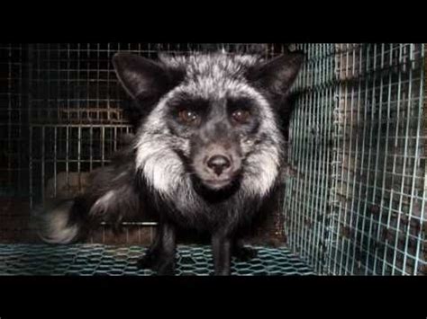 Petition · End Animal Cruelty in Finnish Fur Farms - United States · Change.org