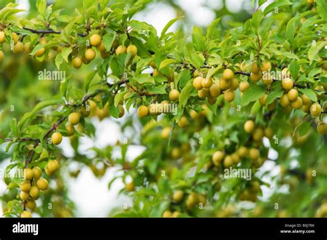 Wild cherry plum or Prunus cerasifera tree Stock Photo - Alamy