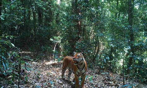 tiger_Myanmar | Photos | WWF