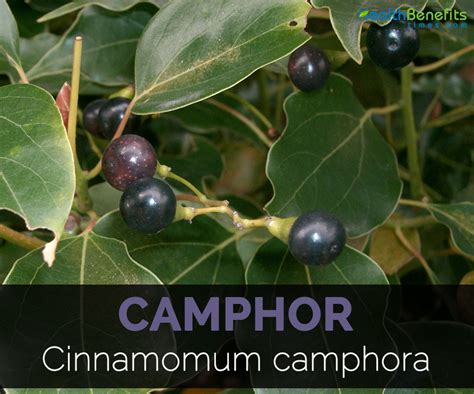 Autres 100 Graines de Camphrier 'Cinnamomum camphora' Camphor Tree seeds airportsolutions.com.sa