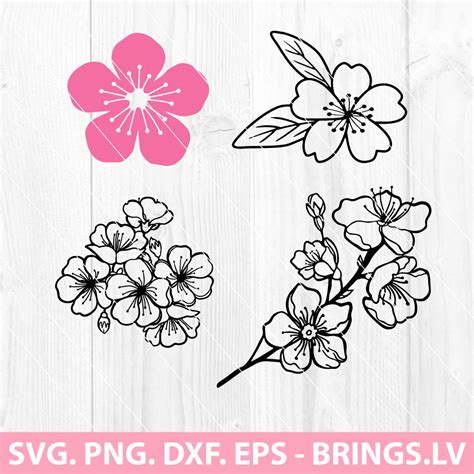 Cherry Blossom Svg • PREMIUM AND FREE SVG DXF PNG CUT FILES FOR CRICUT, SILHOUETTE, SCAL AND MORE