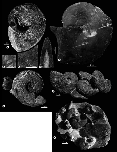 Ammonoids: a Trachyceras aonoides section I, sample P3; section II ...