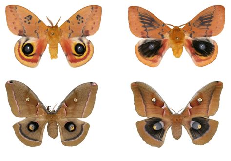 Lyin’ eyes: Butterfly, moth eyespots may look the same, but likely evolved separately – Research ...