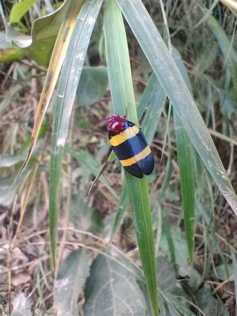 Cercopidae