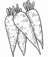 Four Carrots coloring Page  Download Print Or Color Online For Free sketch template