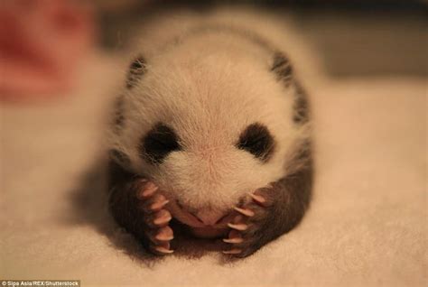 Newborn panda cubs nap and yawn at a Chinese breeding centre | Daily Mail Online