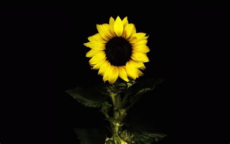 Black Sunflower Wallpapers - Top Free Black Sunflower Backgrounds - WallpaperAccess