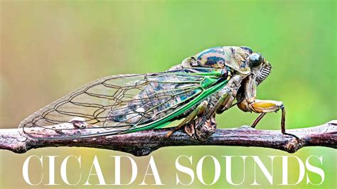 FREE CICADA SOUNDS Sound Effect of Cicadas in Summer at Night 【YOUTUBER ...