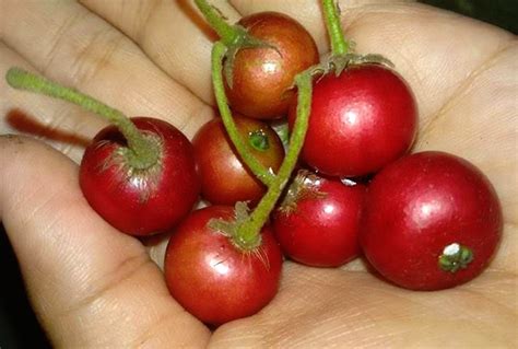 Aratiles / Aratilis in English: Philippine Fruit Like Cherries?