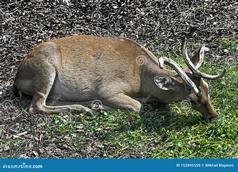 Eld`s deer male 11 stock image. Image of grass, zoology - 152845559