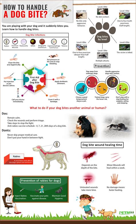 Dog Bite - First Aid, Infections, Treatment & Rabies - Petmoo