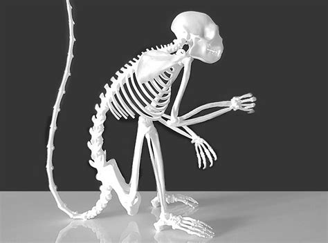 Capuchin Skeleton Monkey 3d printed Monkey Skeleton | Monkey pictures, Animal skeletons, Finger ...