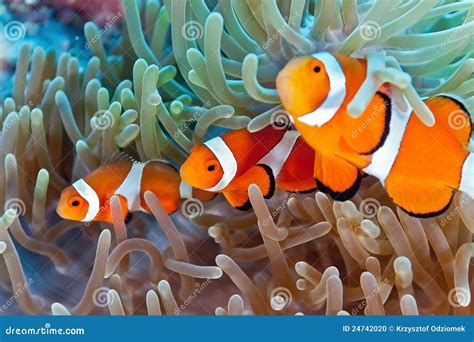 Clownfish stock photo. Image of anemone, plant, coral - 24742020