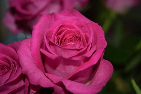 A Pink Rose in Close-Up Photography · Free Stock Photo