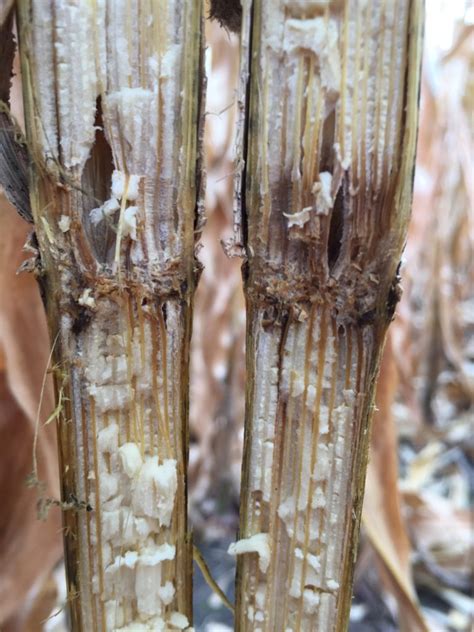 Corn Stalk Rots and Ear Rots: A Double Whammy for Wisconsin Corn Farmers Again this Year ...