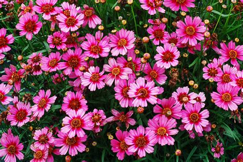 12 Gorgeous Coreopsis Varieties - Sunset - Sunset Magazine