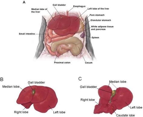 1. Anatomy of the mouse liver. A. Position of the liver in the cranial... | Download Scientific ...