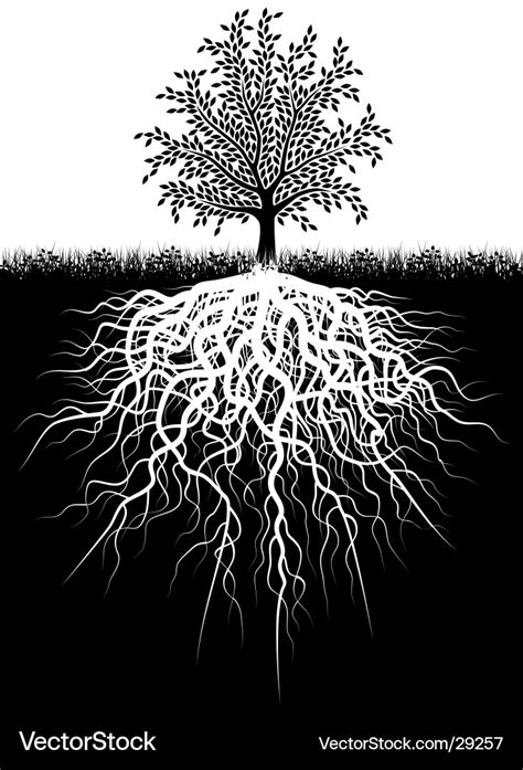 Tree roots Royalty Free Vector Image - VectorStock