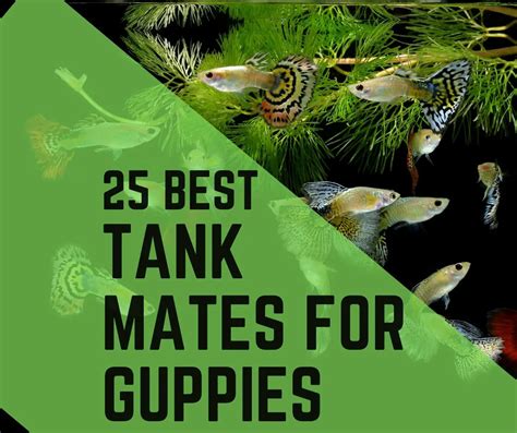 25 Guppy Tank Mates you can Join (With Images) - Guppy Fish Care