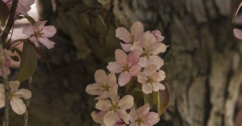 Close-up of an Apple Tree Trunk and Flowers · Free Stock Photo