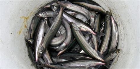 Icelandic regulators slash recommendation for capelin catch by 45% ...