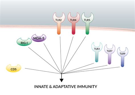 Multi-TLR Agonists | Review | InvivoGen