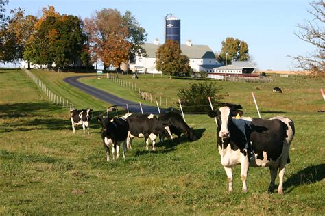 Enrollment in New Dairy Risk Management Program Open Until Nov. 28 ...