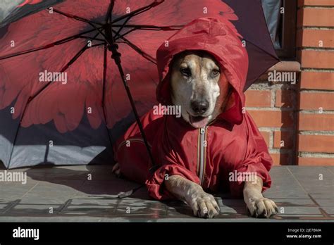 Funny big yellow dog in a raincoat and umbrella in the rain Stock Photo - Alamy