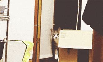 Stalking Cat GIFs - Find & Share on GIPHY