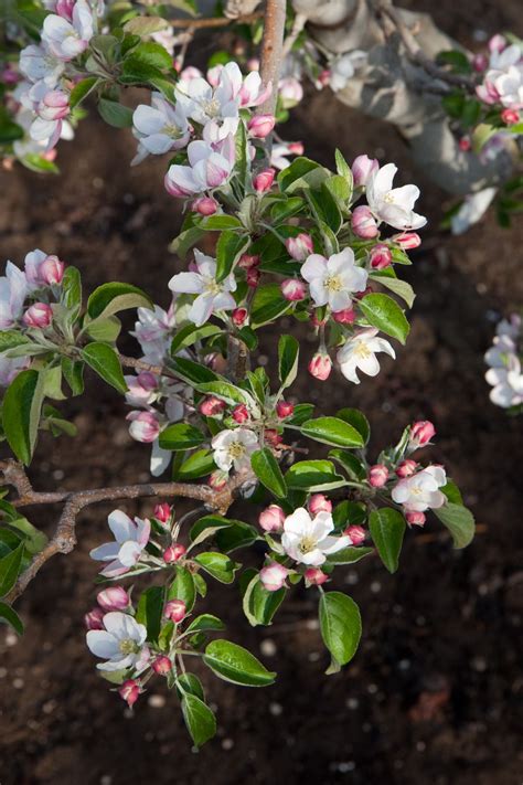 Honeycrisp Apple Tree in Bloom. Credit: Phill Hull. #spring #apples #orchard #appleblossom # ...