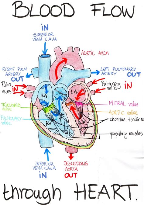 Pin on Anatomy and Physiology