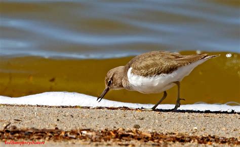 Common Sandpiper feeding | edward humphreys | Flickr