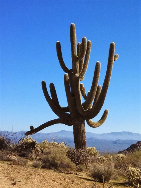 Prairie Rose Publications: Saguaro Cactus: Guardians Of The Desert