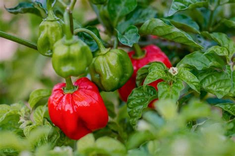 25 Best Types Of Pepper Plants To Grow In A Vegetable Garden