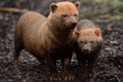 The adorable and rare South American bush dog | Animaux étranges, Animales, Chien