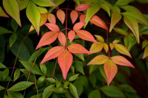 Potted Nandina: 'The More Diminutive Cultivars Make Excellent Container Plants' | Horticulture ...