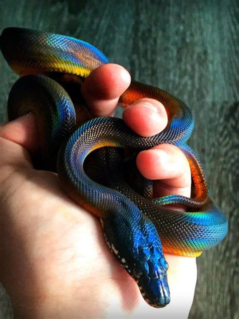 Rainbow snake : interestingasfuck | Rainbow snake, Snake, Pretty snakes