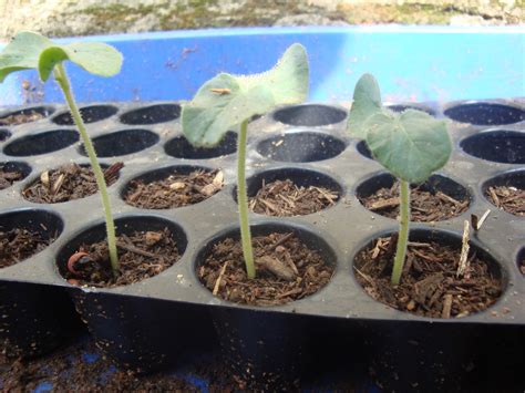 Organic micro farm and vegetable terrace garden : Lady's Finger/Okra Seed Germination