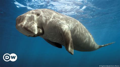 India: Mission to save the dugong to help marine ecosystems – DW – 08/09/2023